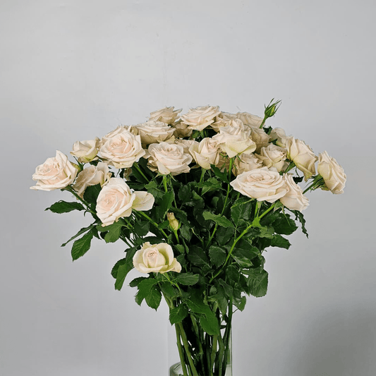Spray Rose - Light Pink