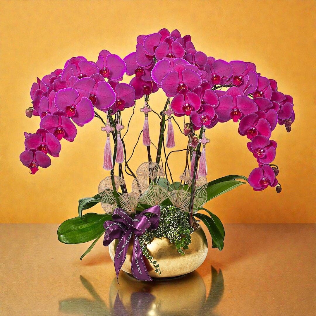 Golden Returns - Purple Phalaenopsis