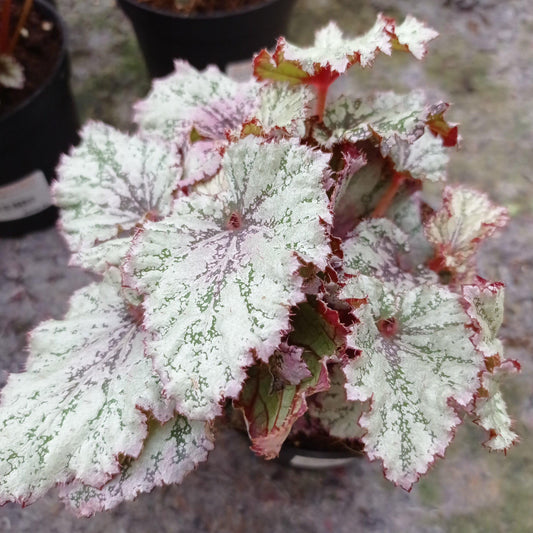 Begonia Plant | Floristika Bangsar
