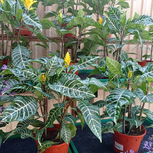 Pot Zebra P150 Aphelandra