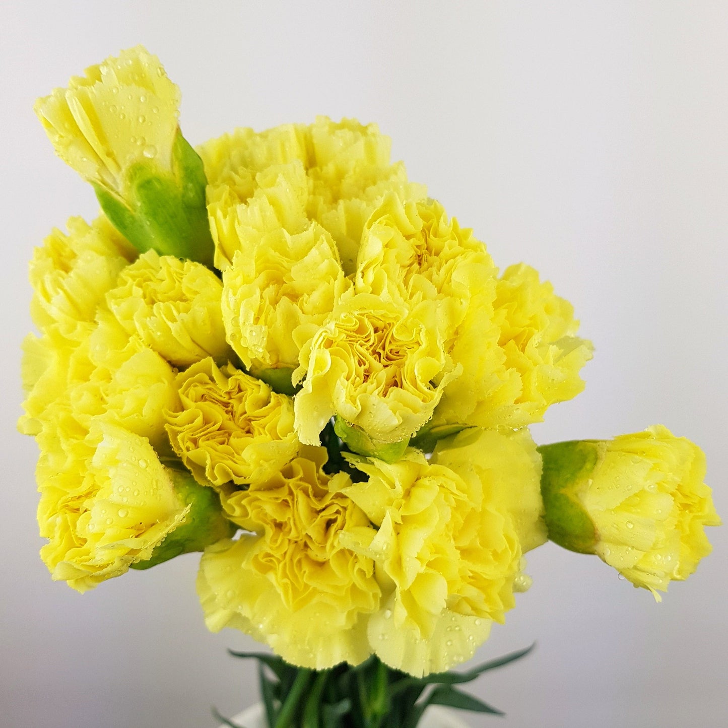 Carnation - Yellow