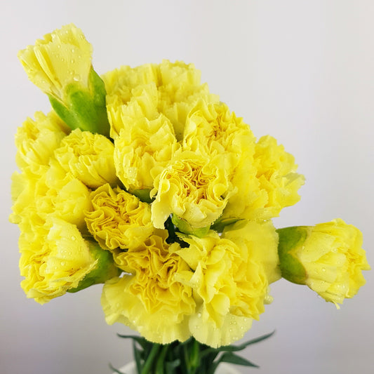 Carnation - Yellow