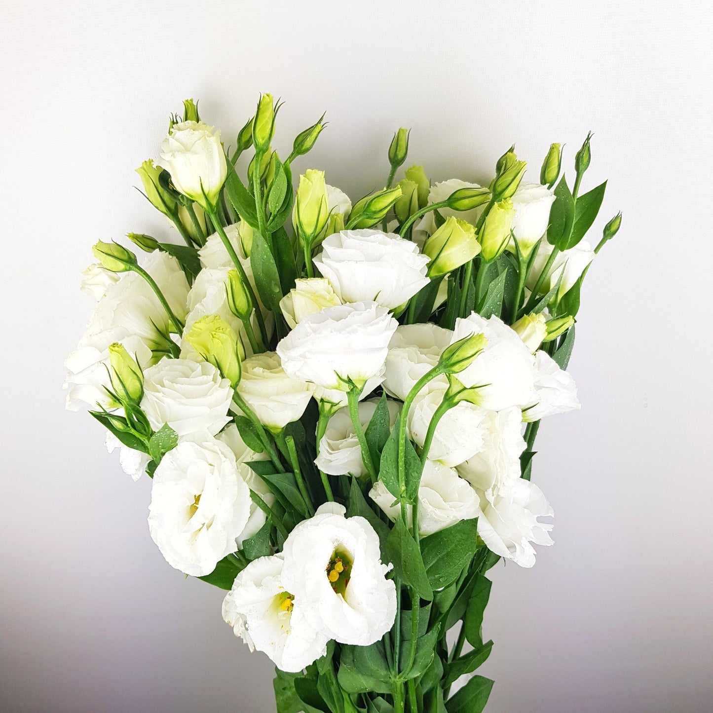 Eustoma - White | Floristika Malaysia