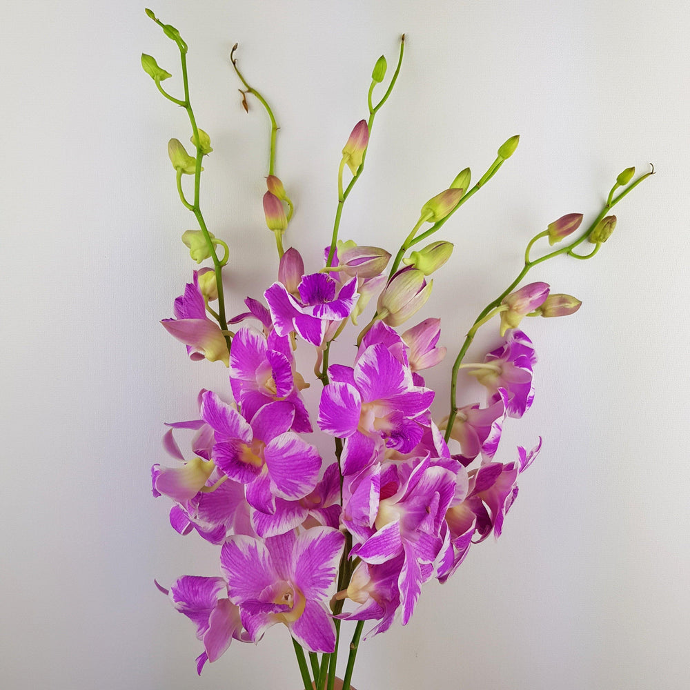 Orchid Premium (Imported) - Light Purple
