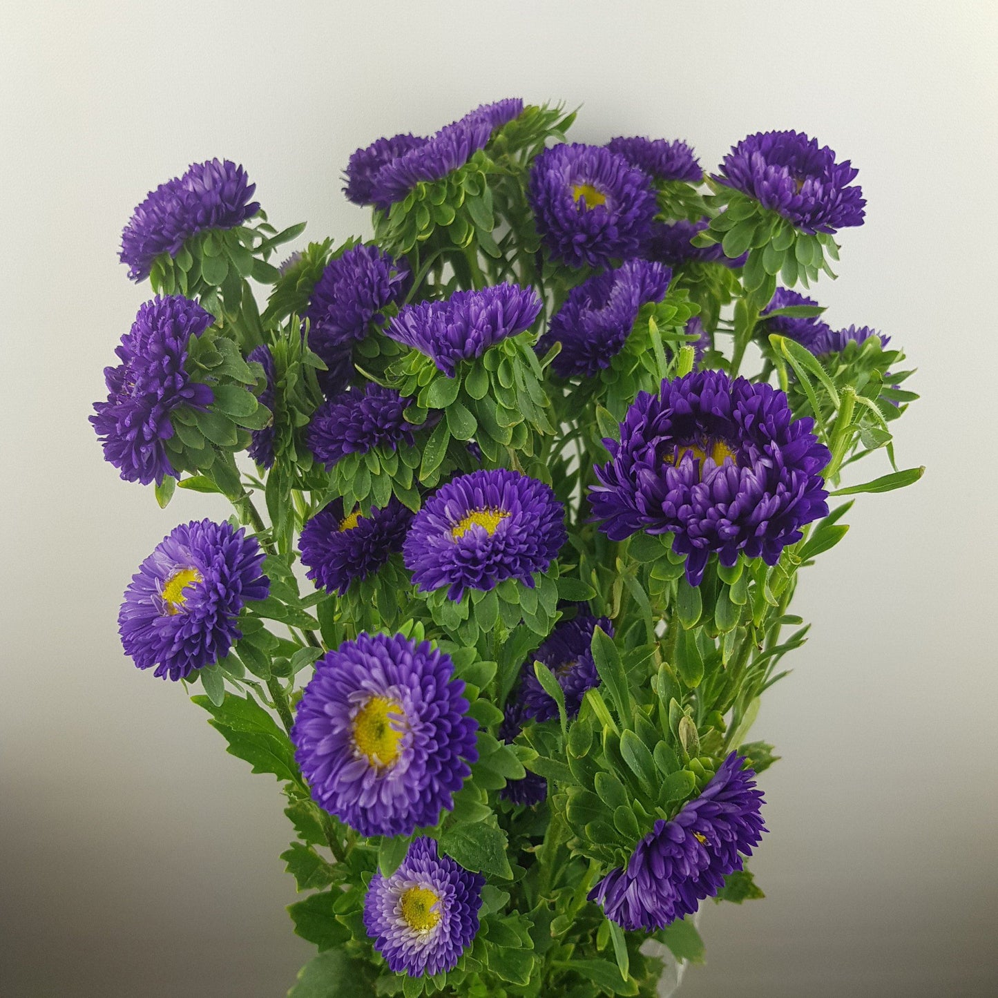 Aster - Purple