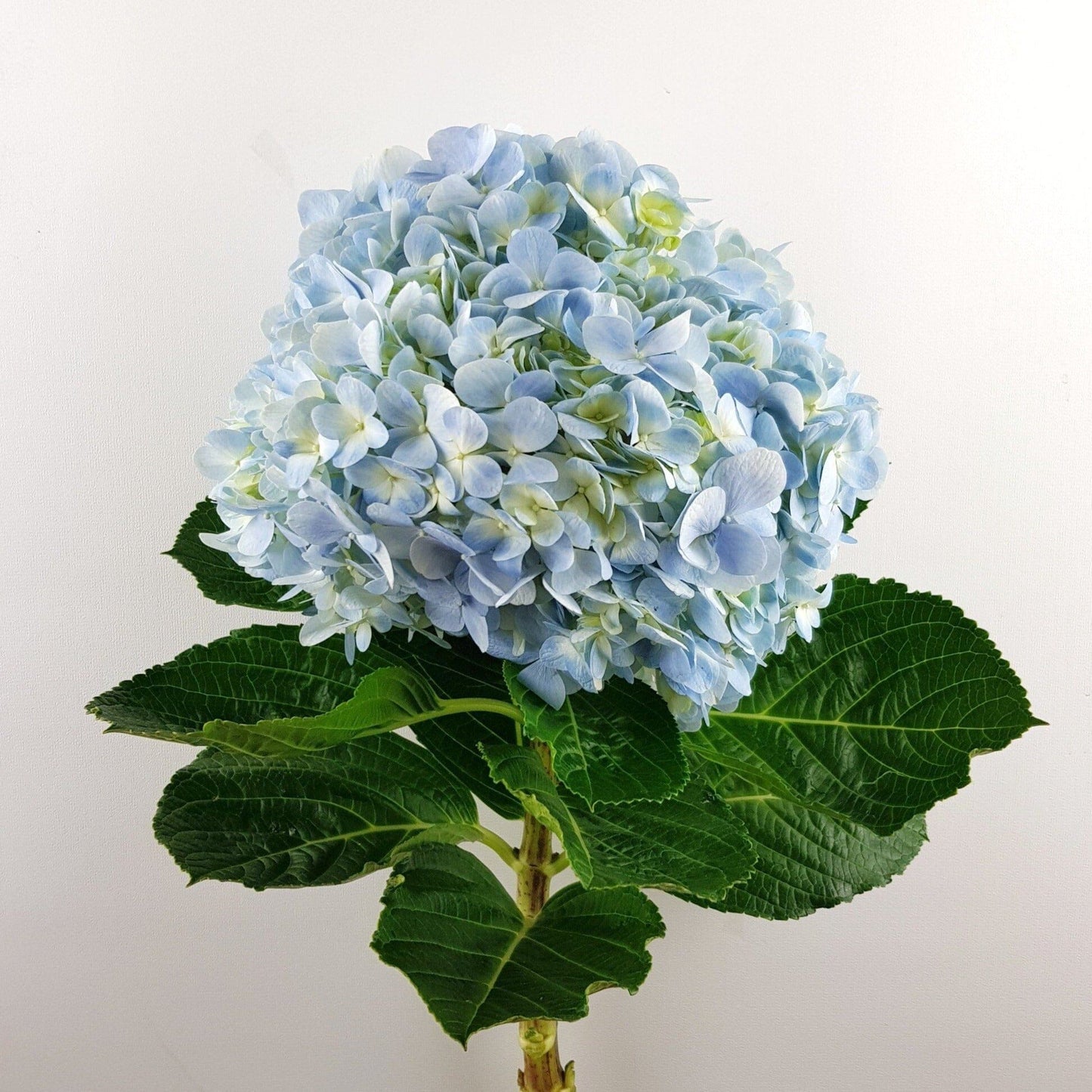 Hydrangea - Blue