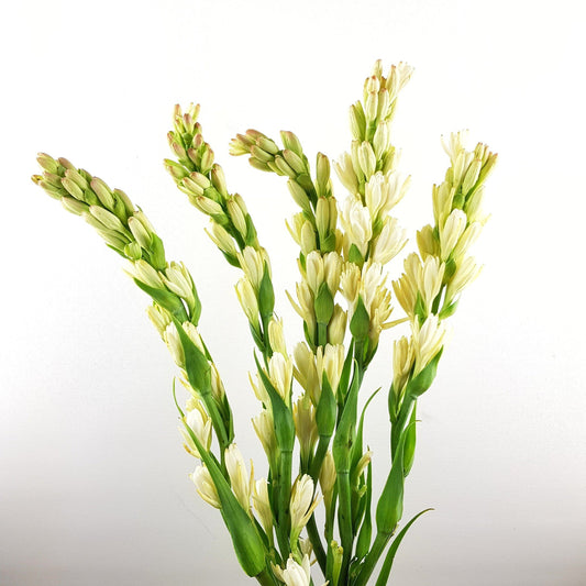 Tuberose - 10 Stalks