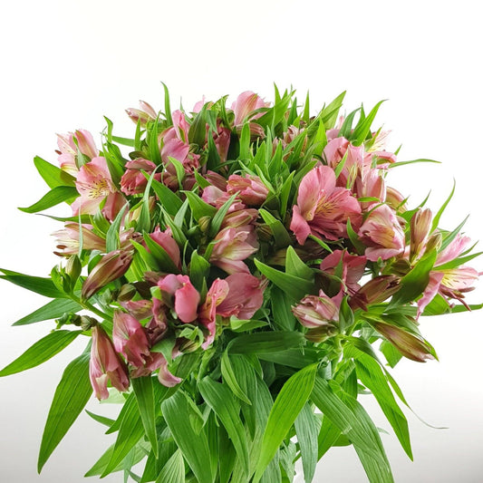 Alstroemeria pink fresh cut flowers at Floristika
