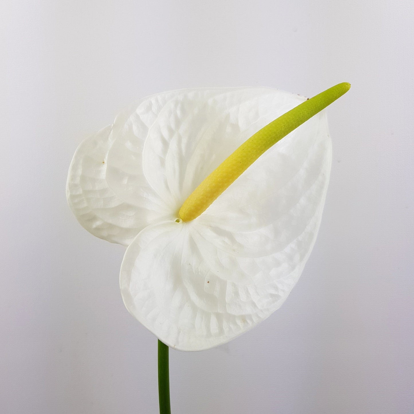 Anthurium - White
