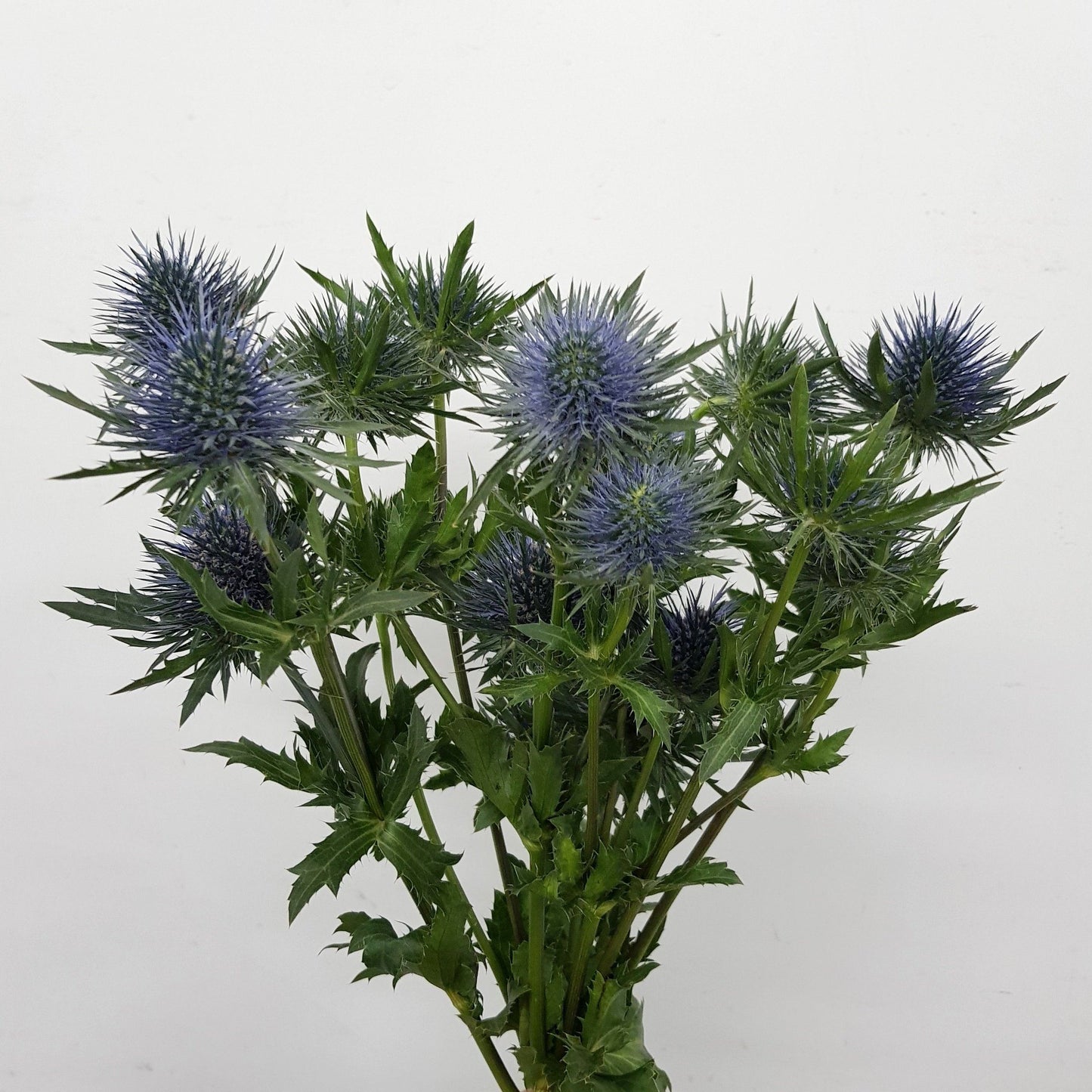 Eryngium - Blue Green