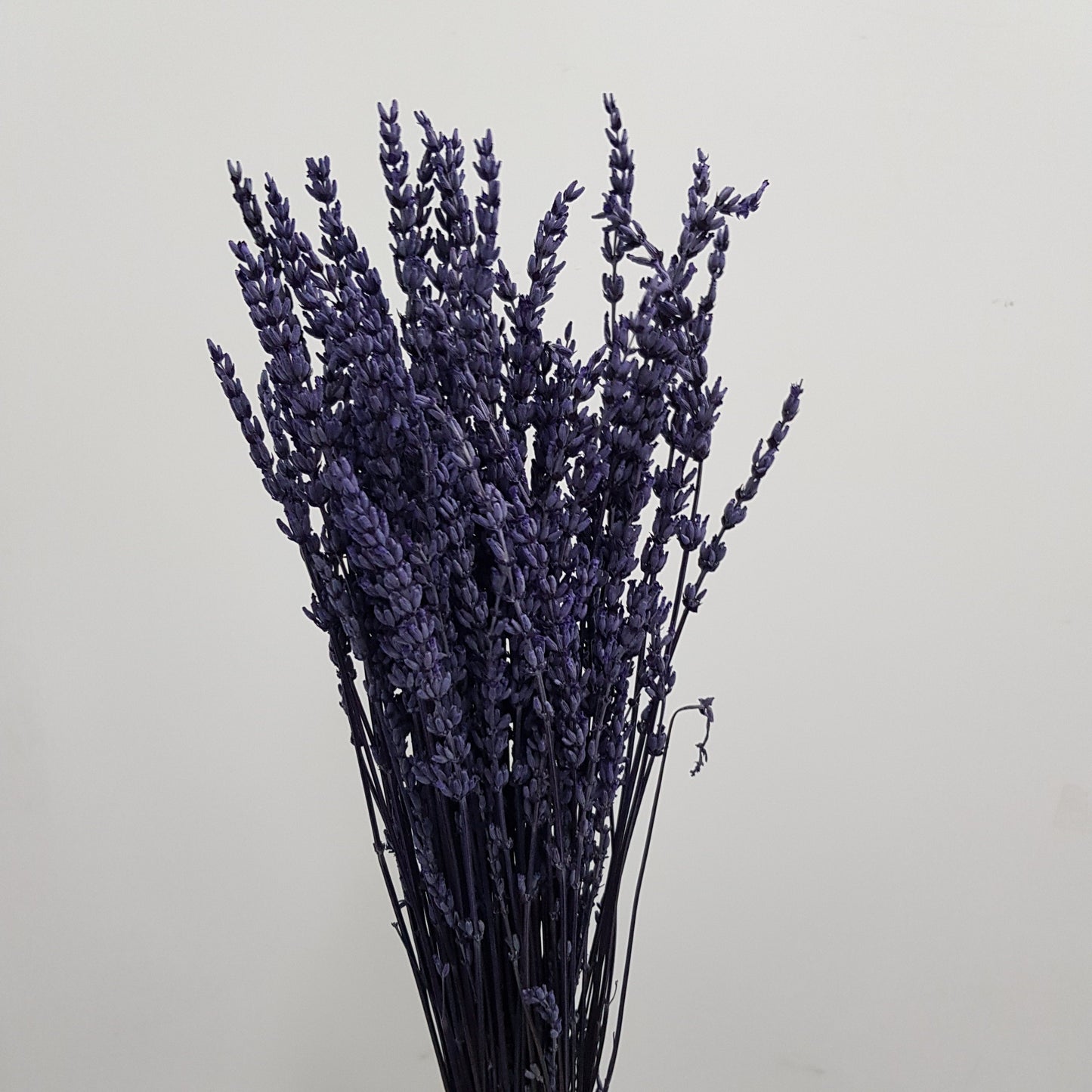 Dried Lavender