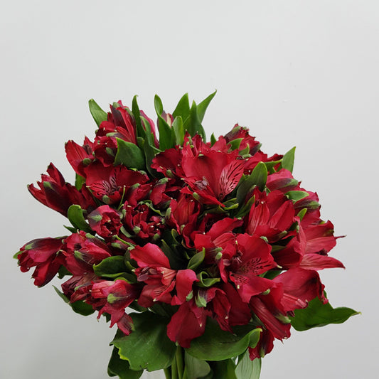 Alstromeria - Red