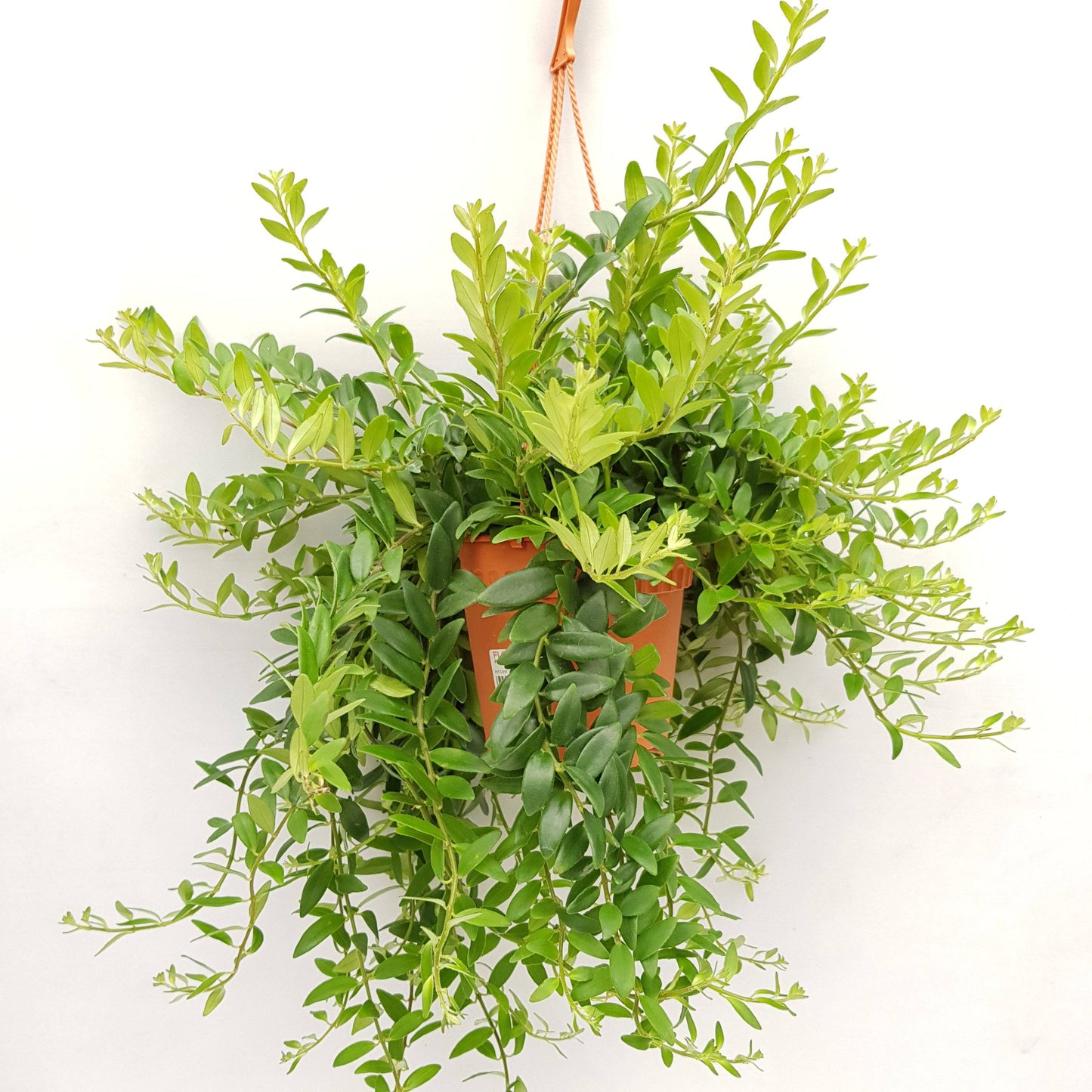 Lipstick Vine Monalisa Red