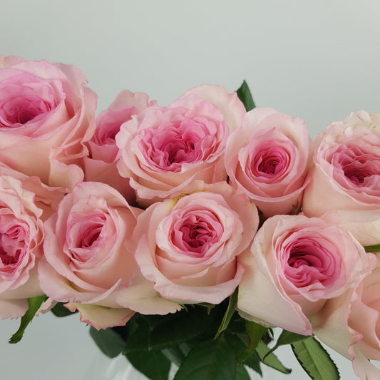 Rose - God Luo 2 Tone Light Pink White (10 Stems)