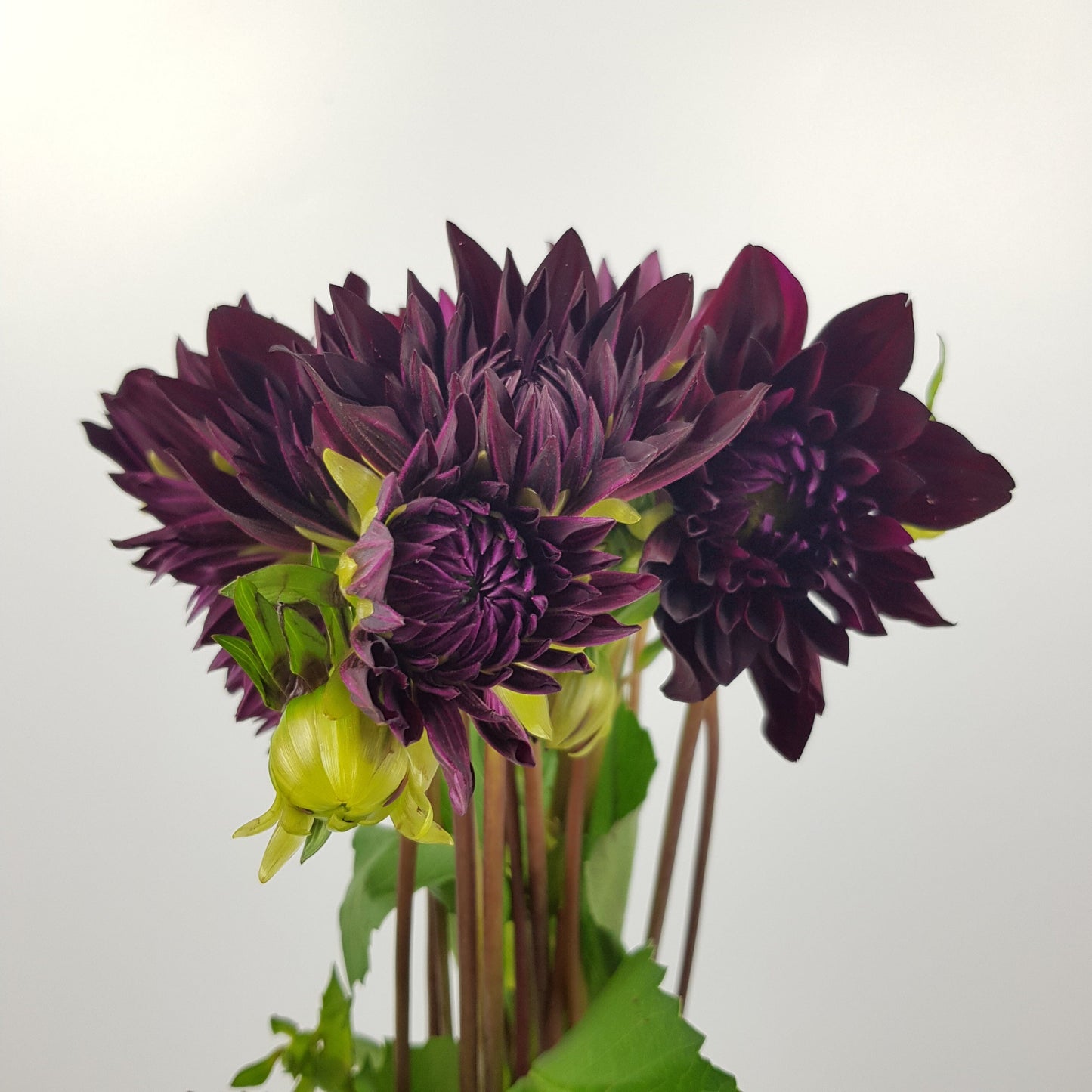 Dahlia - Dark Purple