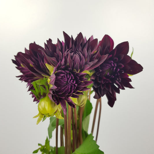 Dahlia - Dark Purple