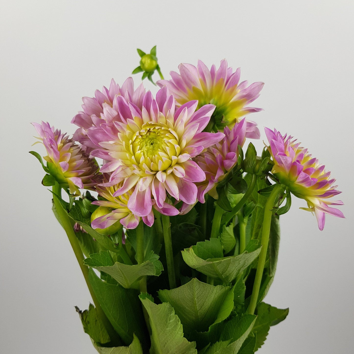 Dahlia - Light Purple