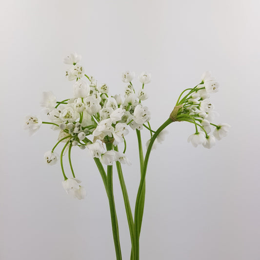 Allium Bullet - White
