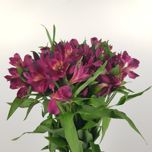 Alstroemeria - Purple