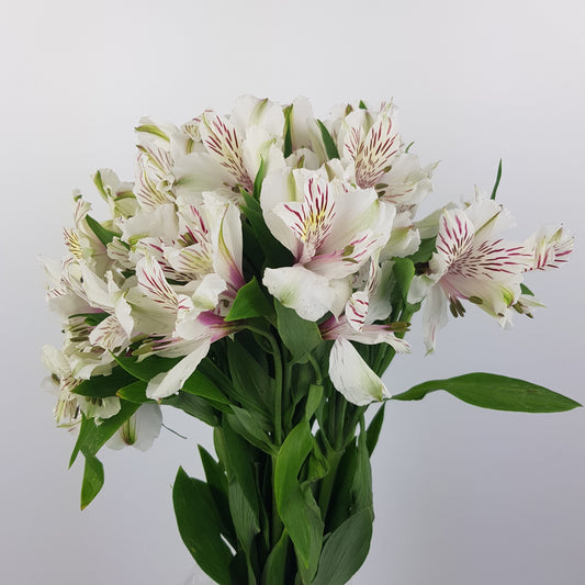 Alstroemeria - White