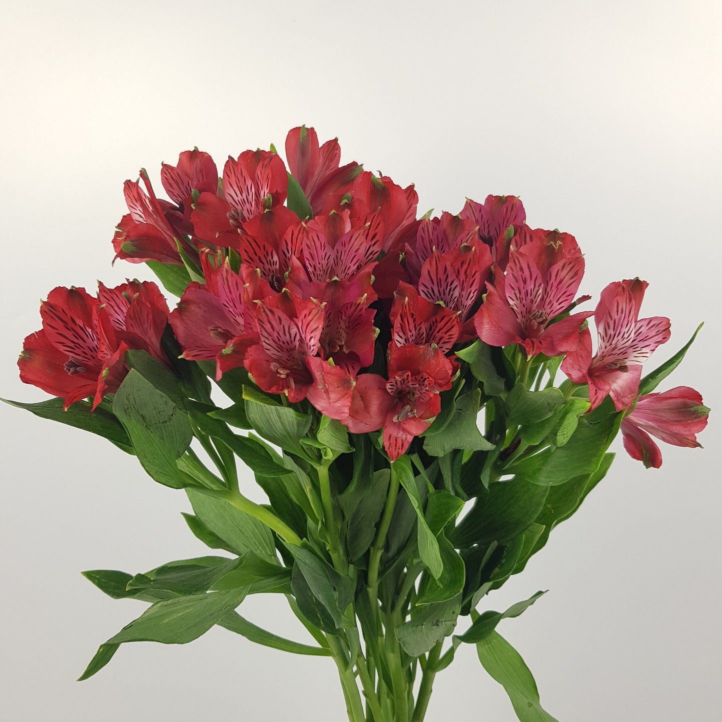 Alstromeria - Red