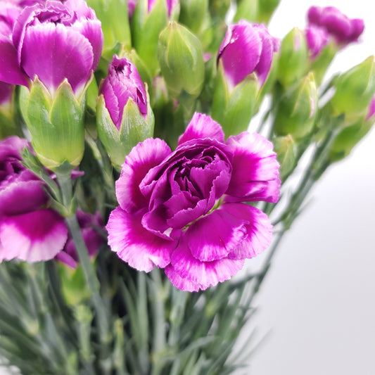 Spray Carnation 2 Tone Purple | Floristika.com.my
