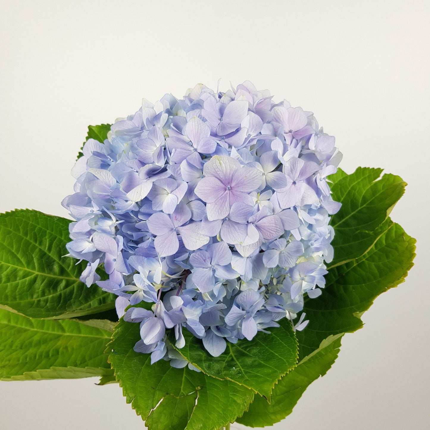 Hydrangea - Light Purple (Flower Head Size: 18-20cm)