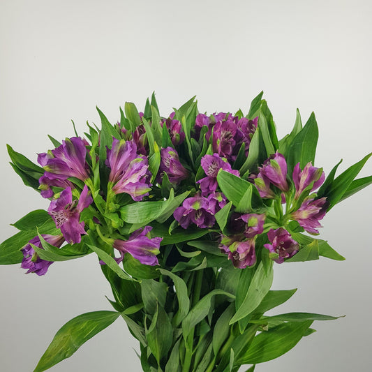 Alstroemeria Fresh Cut Flowers Purple in bundle packaging