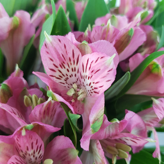 Alstroemeria - Light Pink