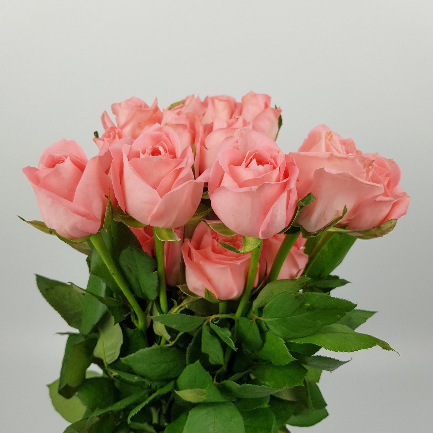 Rose - Noblesse Pink