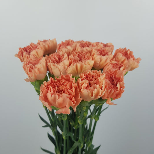 Carnation - Dark Orange
