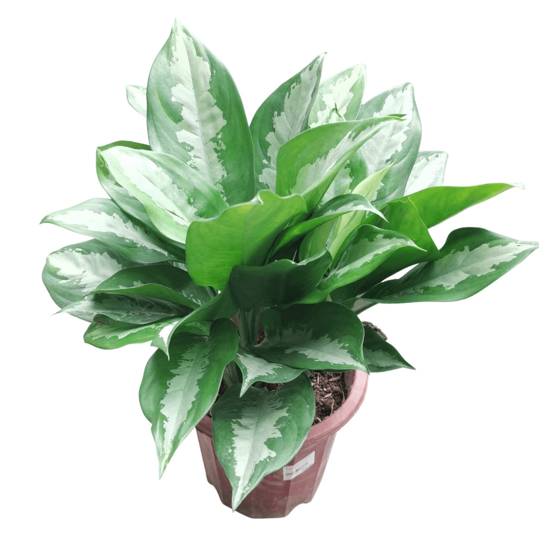 Pot Aglaonema Pattaya Beauty - 2 Tone Green