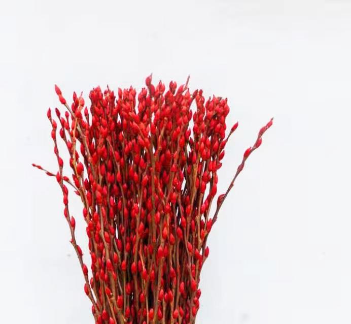 Pussy Willow 6Ft - Red (9-10 Stalks)