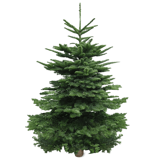 Real Christmas Tree (5/6 Ft. / 150 - 175 cm) - Premium Grade Noble Fir