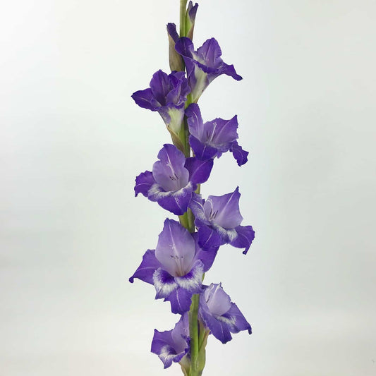 Gladioulus   - Mix