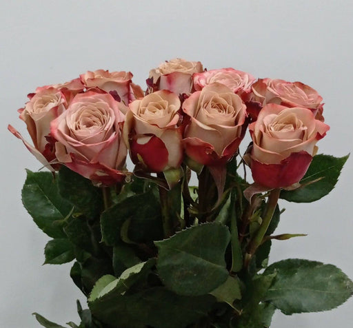 Rose 50cm (Imported) - Cappucino [10 Stems]