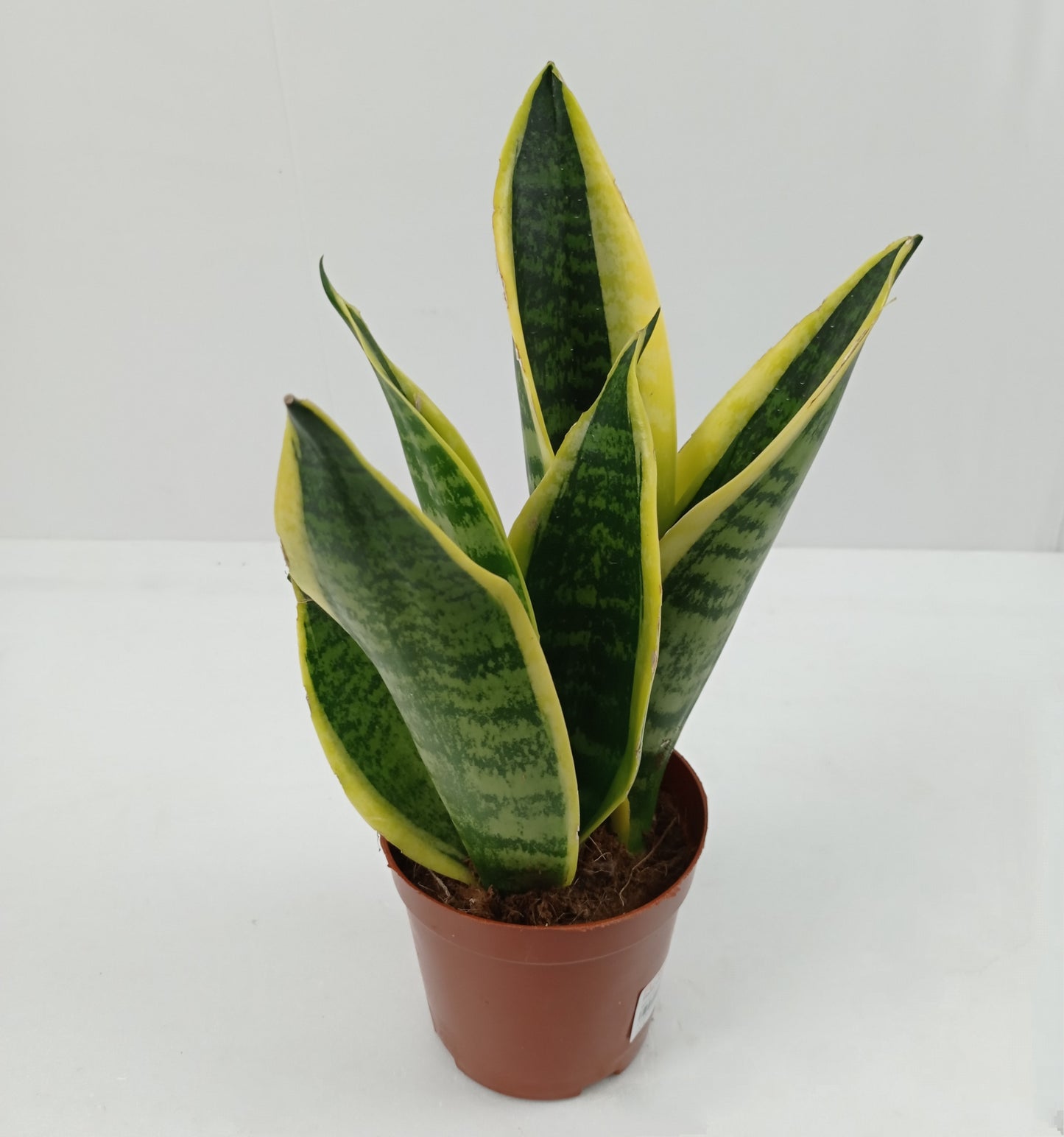 Sansevieria Superba (P120)