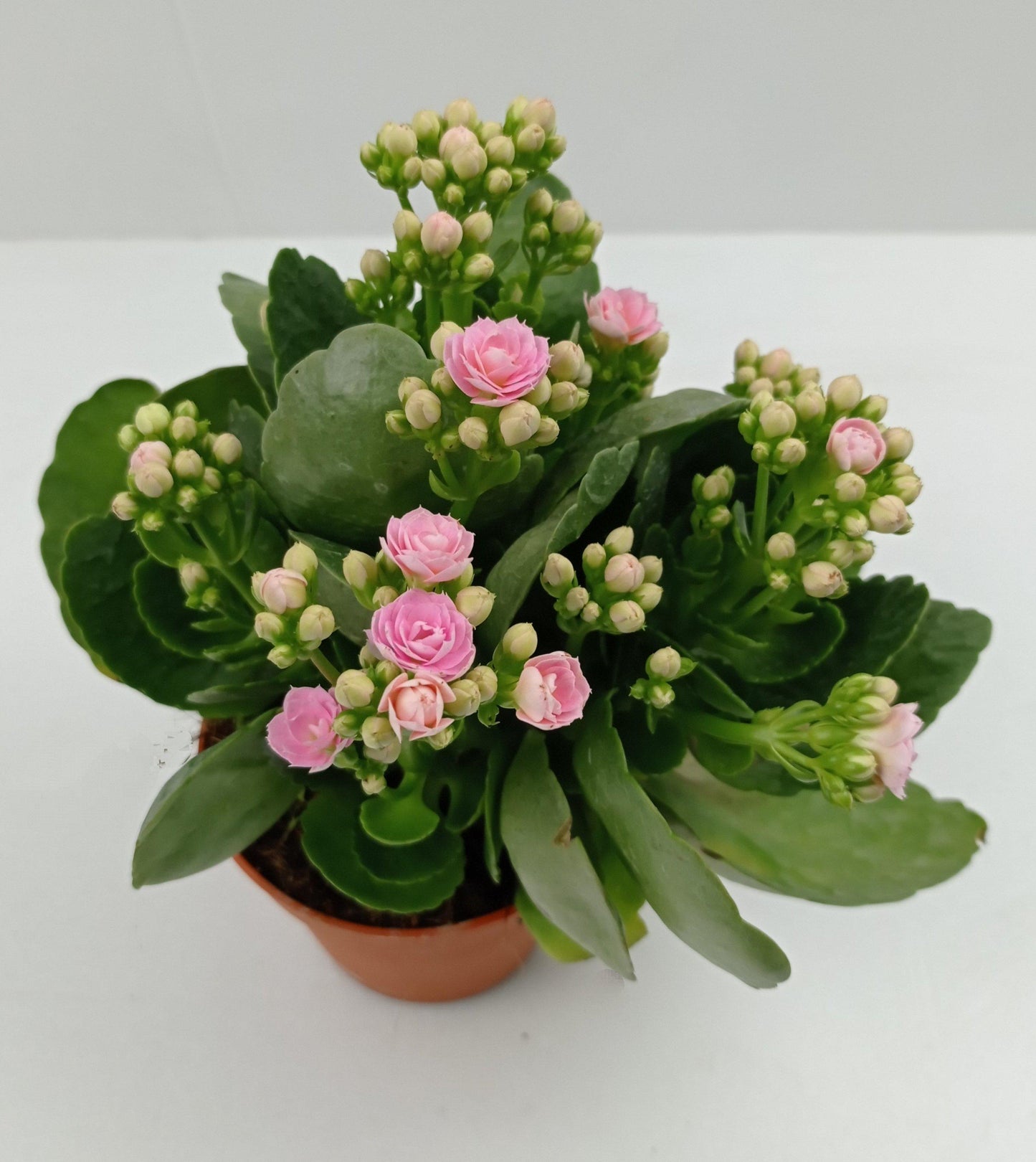 CNY Pot Kalanchoe 10.5 (Local) - Mix