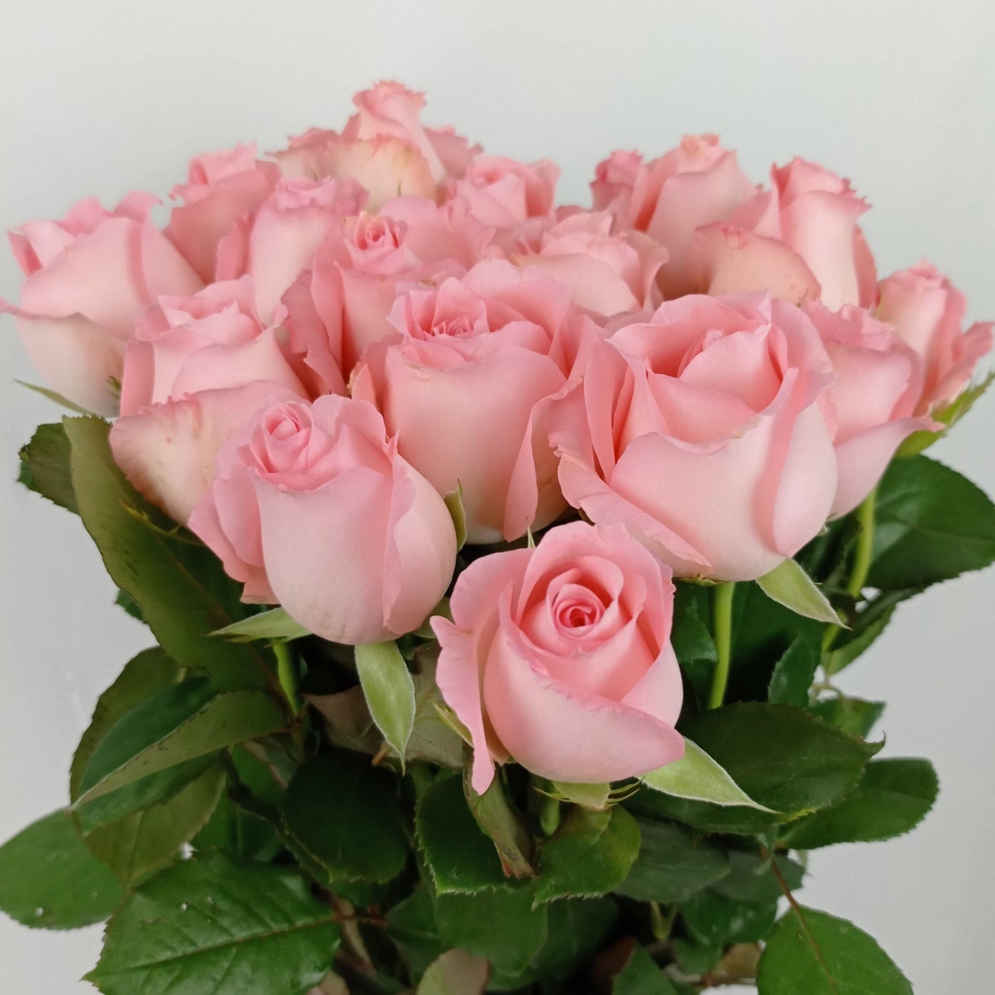 Rose - Diana Sweet Pink (10 Stems)