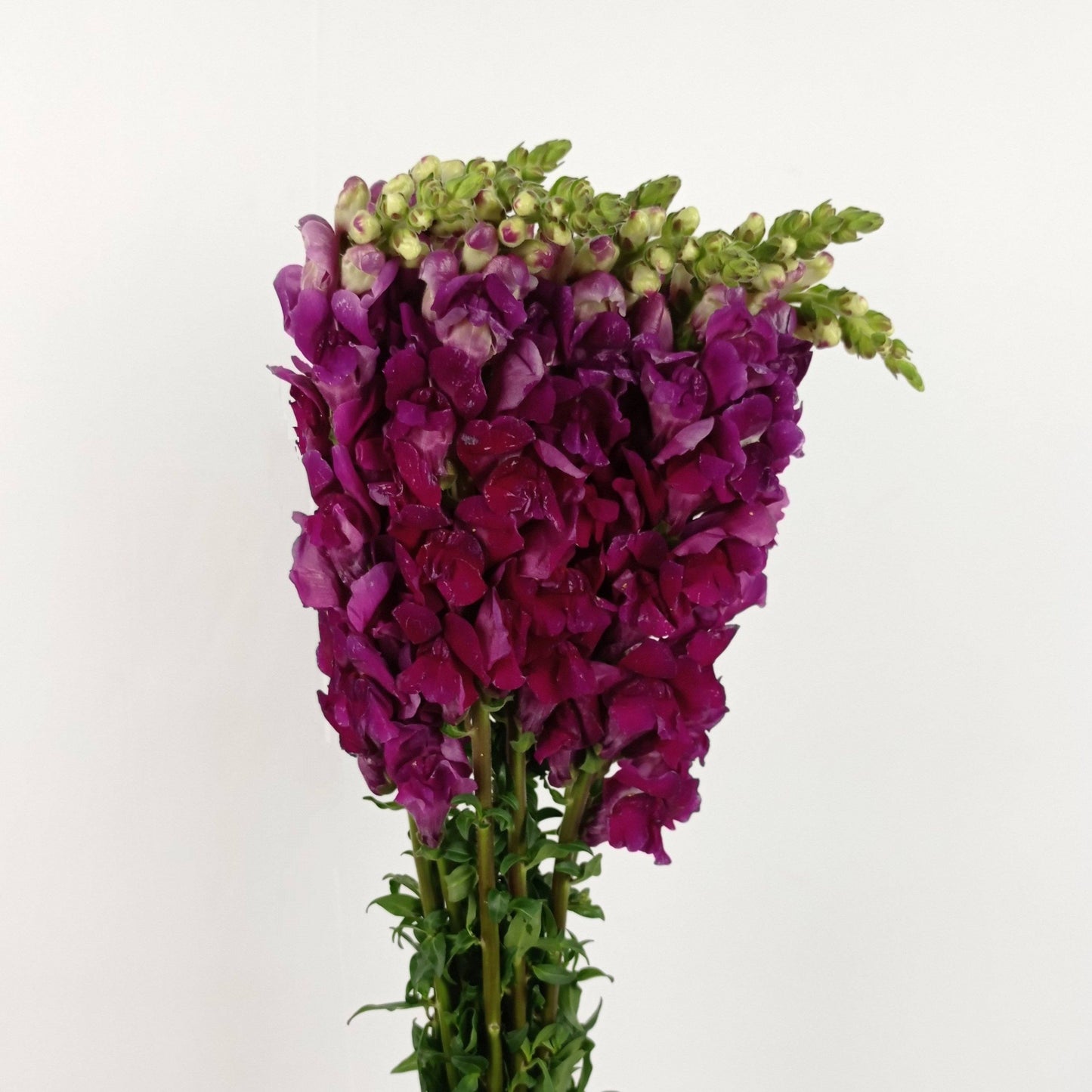 Antirhinum Majus - Dark Purple