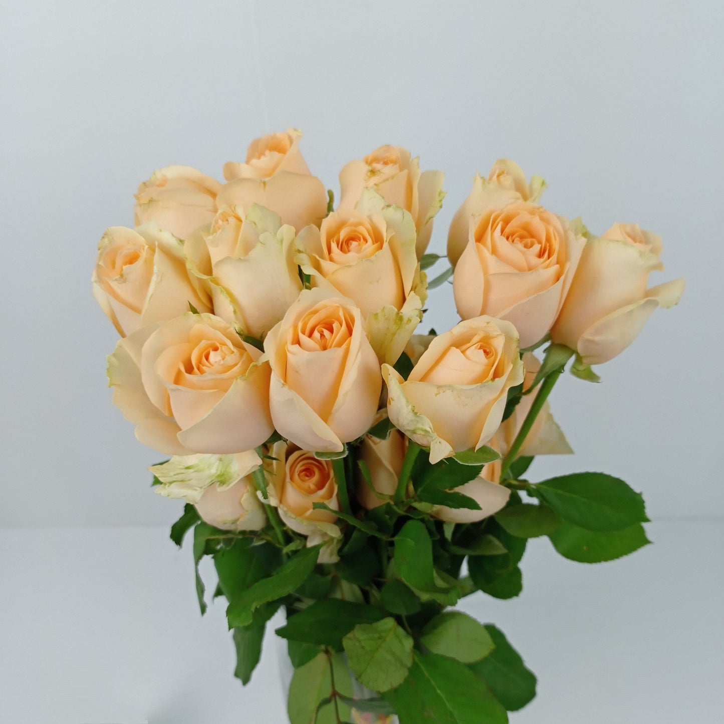 Valentine's Rose Peach Avalanch India 50cm - Peach Avalanch