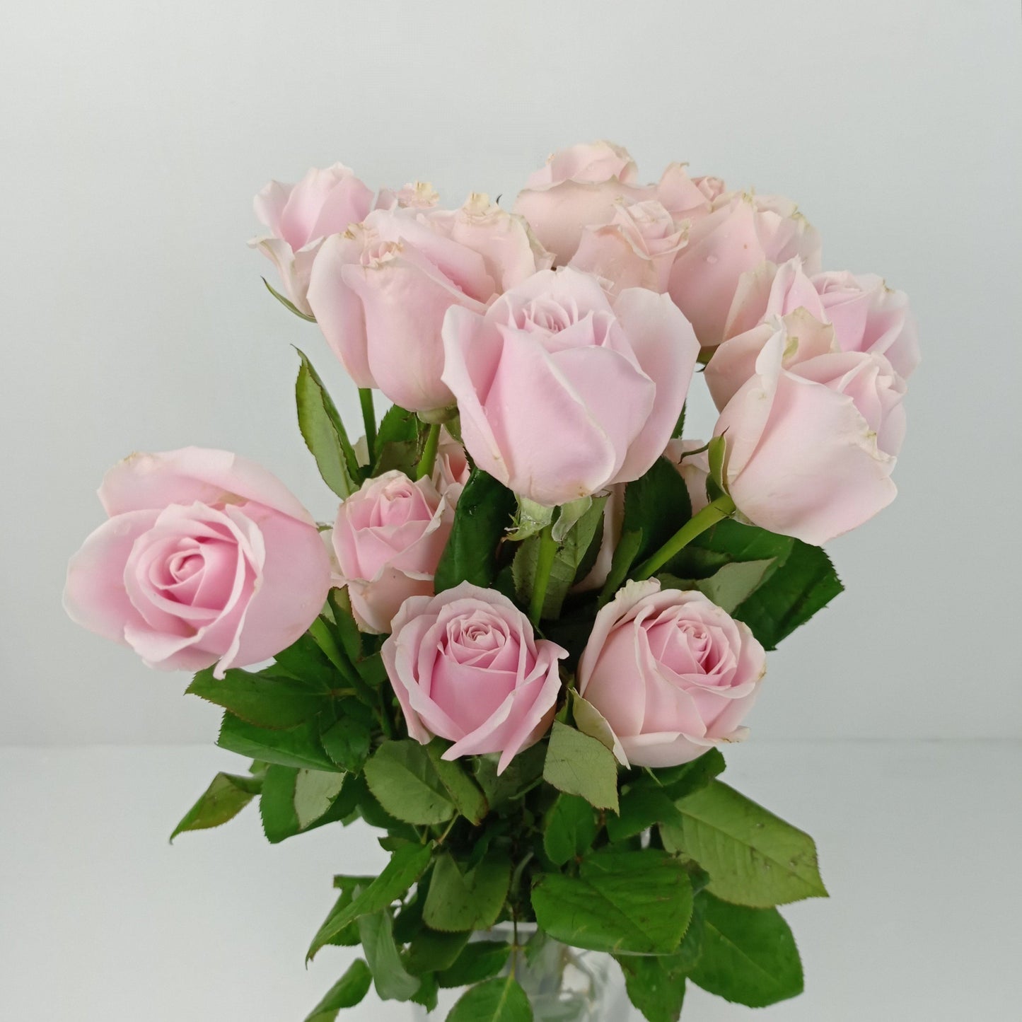 Rose - Sweet Avalanch Light Pink