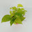 Epipremnum Money Plant - Neon Green (P120)