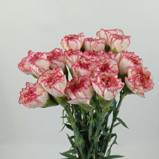 PRE-ORDER Mother's Day Carnation - 2 Tone White Red (18-20 Stems)