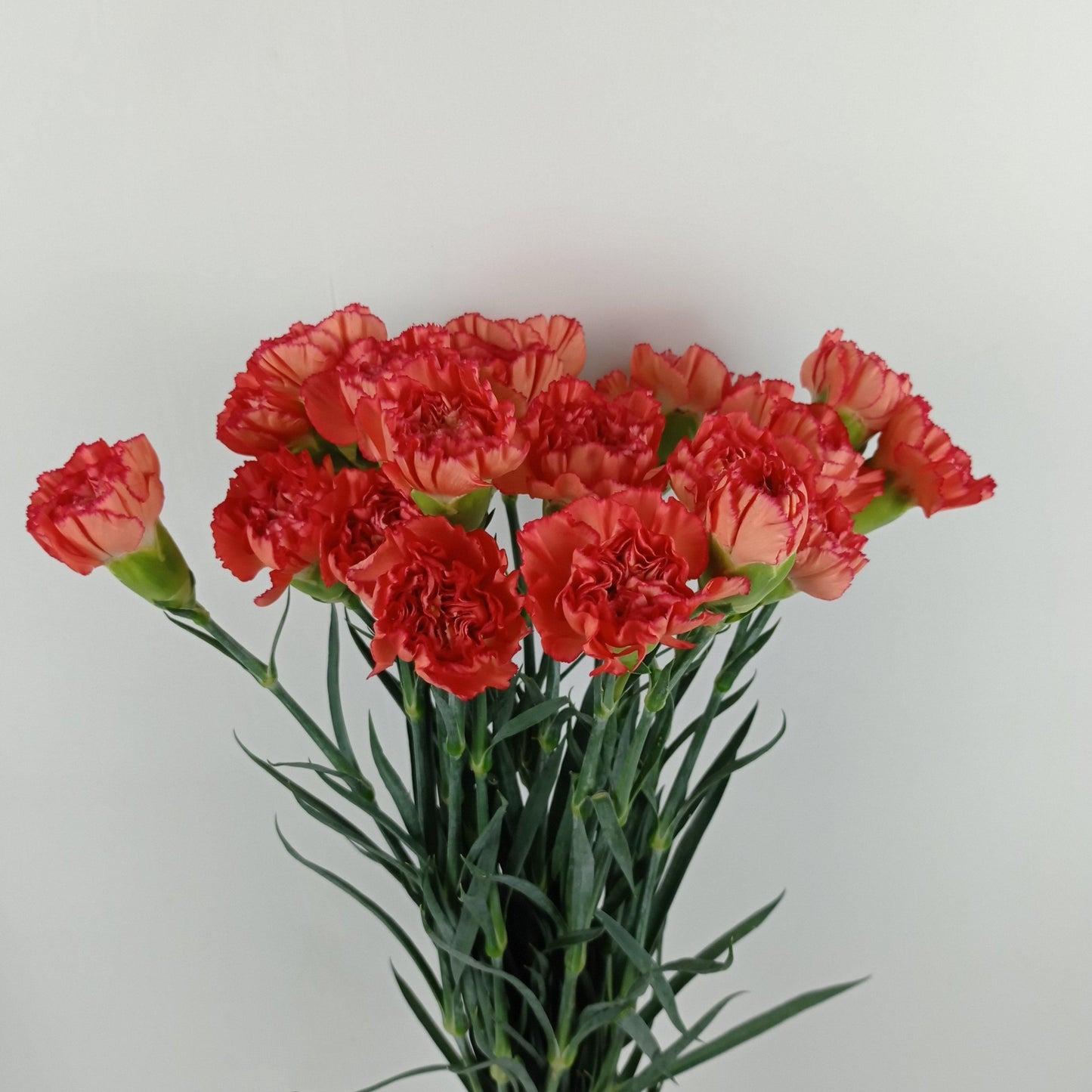 Carnation - Orange Red