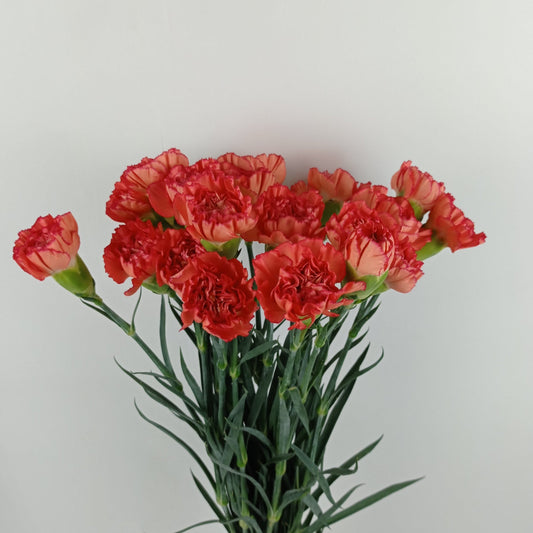 Mother's Day Carnation - Orange (18-20 Stems)