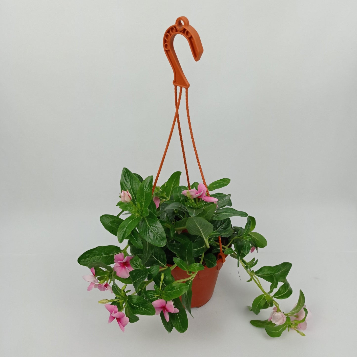 Pot Vinca Rose - Light Pink