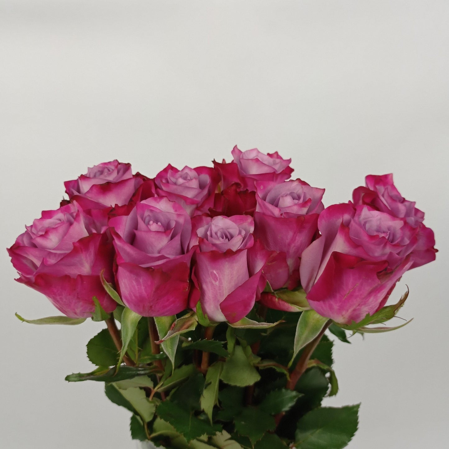 Rose 40cm - 2 Tone Pink Purple