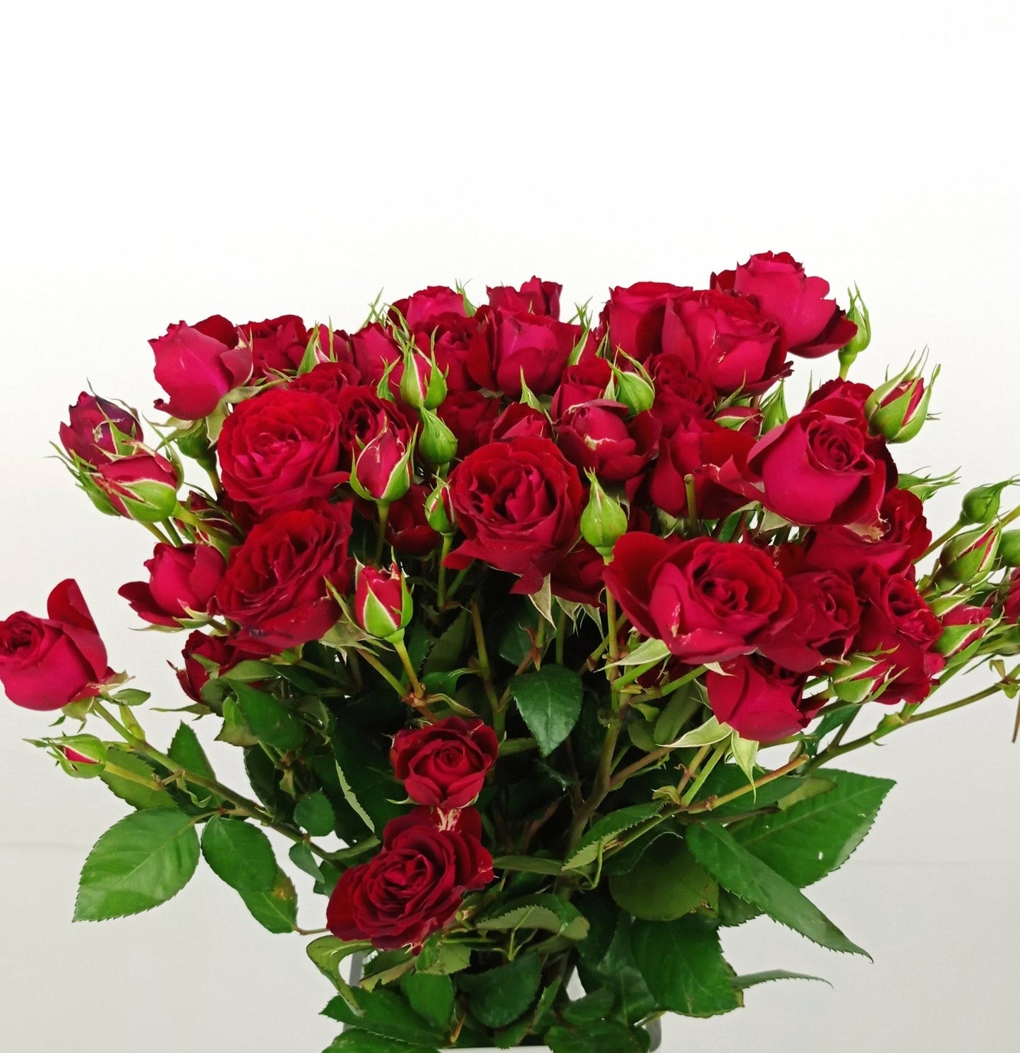 Spray Rose - Dark Red
