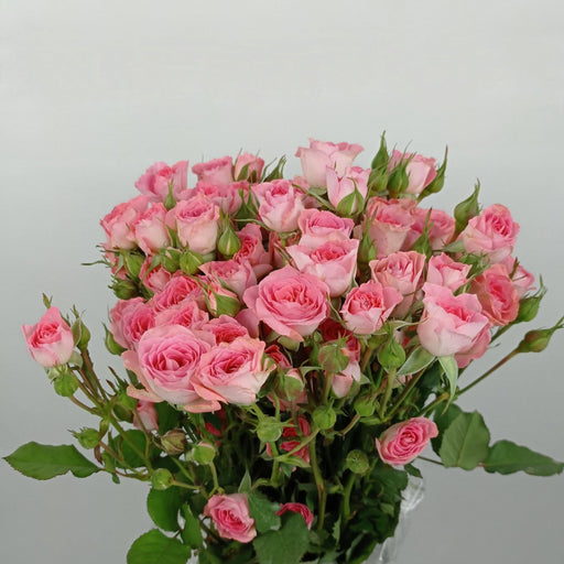 Spray Rose (Imported) - Pink